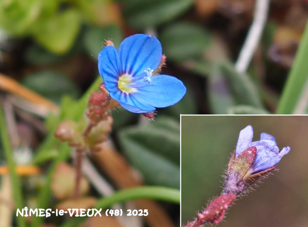 Speedwell, Early Field flower